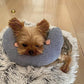 🔥Hot Sale 49% OFF🐱Premium Pet Calming Pillow💕Buy 2 Get Free Shipping