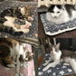🐱Hot Sale 49% OFF - Cosy Calming Cat Blanket🎁Buy 2 Save 10%&Free Shipping